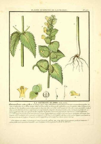 Reproducción/Reproduction 10038593223: Herbier de la France;. Paris,Chez l'auteur, Didot, Debure, Belin,1780-93.