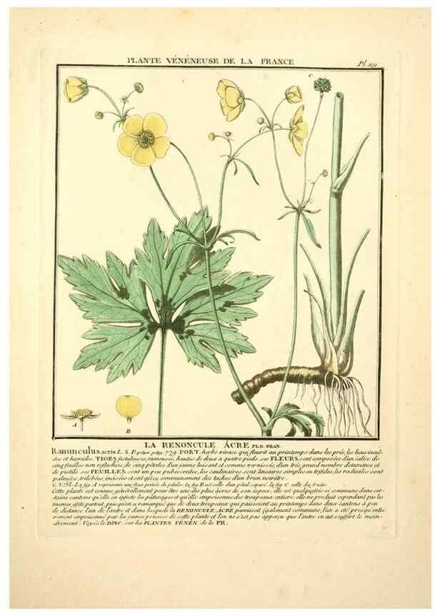 Reproducción/Reproduction 10038546013: Herbier de la France;. Paris,Chez l'auteur, Didot, Debure, Belin,1780-93.