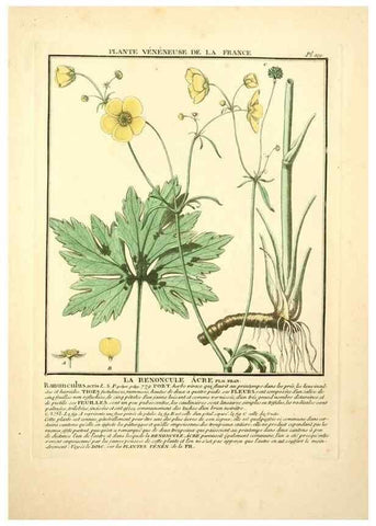Reproducción/Reproduction 10038546013: Herbier de la France;. Paris,Chez l'auteur, Didot, Debure, Belin,1780-93.