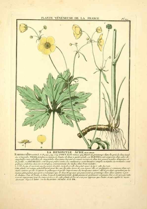 Reproducción/Reproduction 10038546013: Herbier de la France;. Paris,Chez l'auteur, Didot, Debure, Belin,1780-93.
