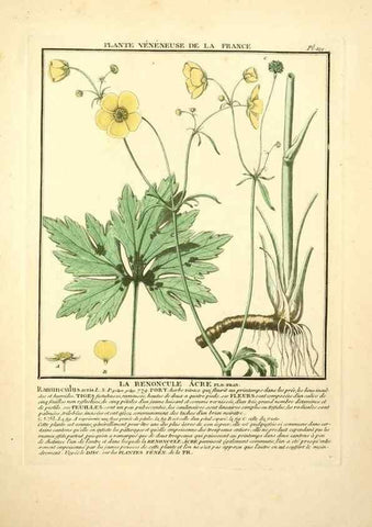 Reproducción/Reproduction 10038546013: Herbier de la France;. Paris,Chez l'auteur, Didot, Debure, Belin,1780-93.