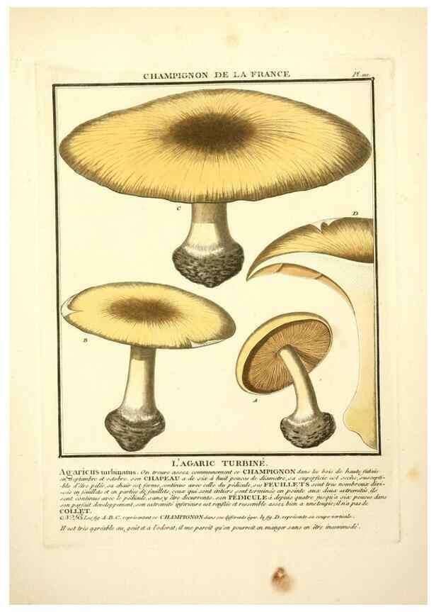 Reproducción/Reproduction 10038475546: Herbier de la France;. Paris,Chez l'auteur, Didot, Debure, Belin,1780-93.