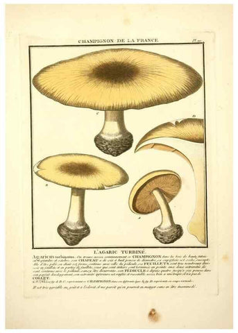 Reproducción/Reproduction 10038475546: Herbier de la France;. Paris,Chez l'auteur, Didot, Debure, Belin,1780-93.
