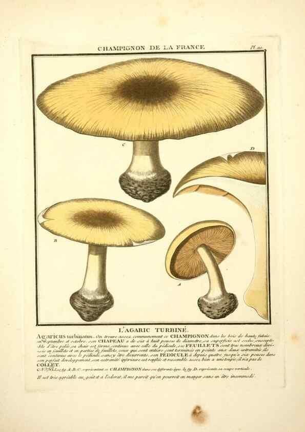 Reproducción/Reproduction 10038475546: Herbier de la France;. Paris,Chez l'auteur, Didot, Debure, Belin,1780-93.