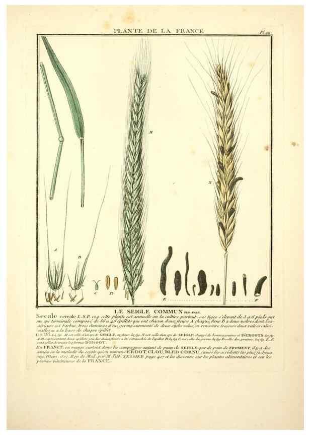 Reproducción/Reproduction 10038478036: Herbier de la France;. Paris,Chez l'auteur, Didot, Debure, Belin,1780-93.