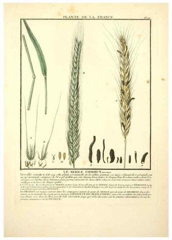 Reproducción/Reproduction 10038478036: Herbier de la France;. Paris,Chez l'auteur, Didot, Debure, Belin,1780-93.