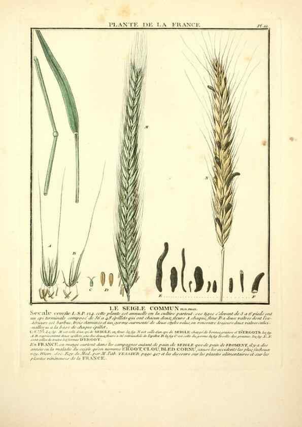 Reproducción/Reproduction 10038478036: Herbier de la France;. Paris,Chez l'auteur, Didot, Debure, Belin,1780-93.