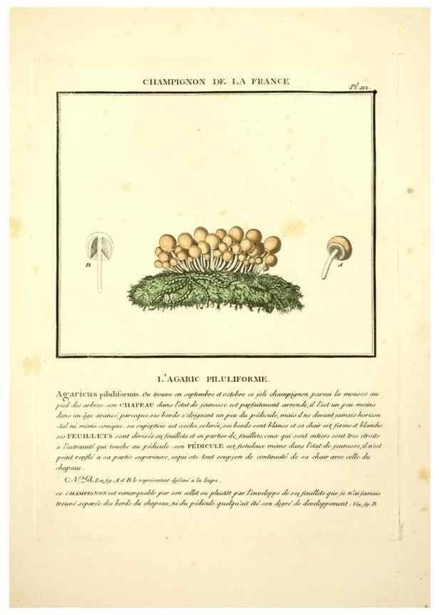 Reproducción/Reproduction 10038456545: Herbier de la France;. Paris,Chez l'auteur, Didot, Debure, Belin,1780-93.