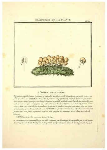 Reproducción/Reproduction 10038456545: Herbier de la France;. Paris,Chez l'auteur, Didot, Debure, Belin,1780-93.