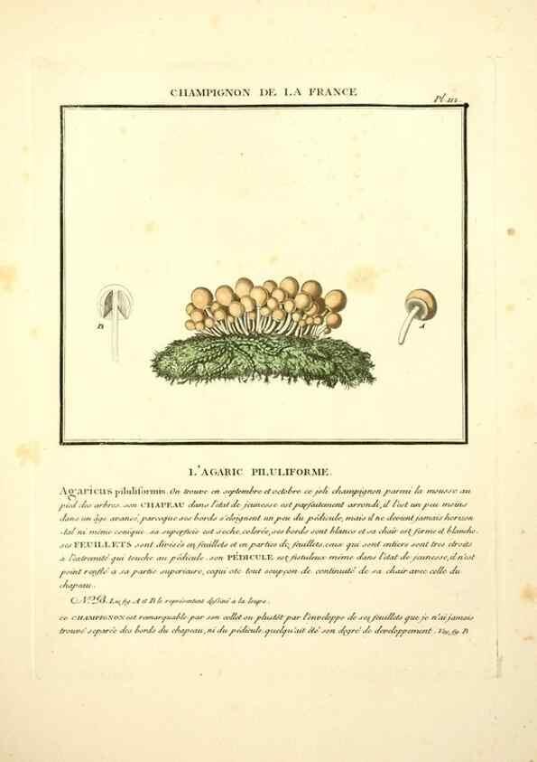 Reproducción/Reproduction 10038456545: Herbier de la France;. Paris,Chez l'auteur, Didot, Debure, Belin,1780-93.