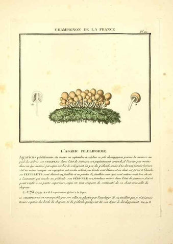 Reproducción/Reproduction 10038456545: Herbier de la France;. Paris,Chez l'auteur, Didot, Debure, Belin,1780-93.