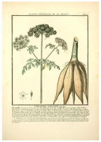 Reproducción/Reproduction 10038460935: Herbier de la France;. Paris,Chez l'auteur, Didot, Debure, Belin,1780-93.