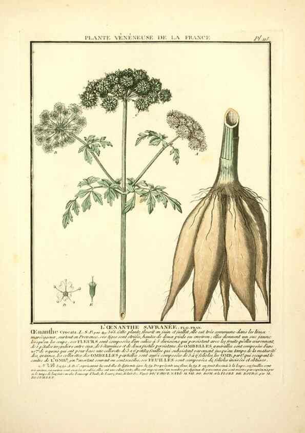 Reproducción/Reproduction 10038460935: Herbier de la France;. Paris,Chez l'auteur, Didot, Debure, Belin,1780-93.