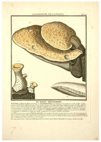 Reproducción/Reproduction 10038427414: Herbier de la France;. Paris,Chez l'auteur, Didot, Debure, Belin,1780-93.