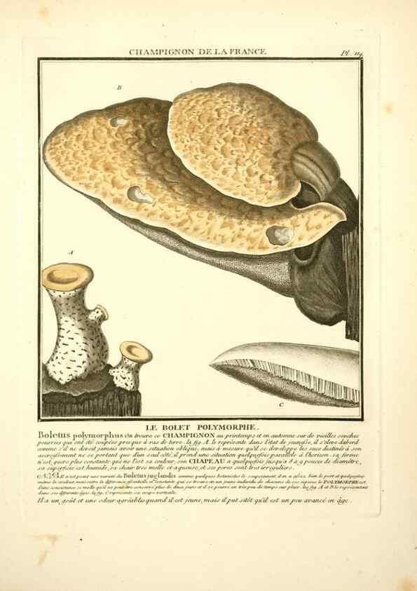 Reproducción/Reproduction 10038427414: Herbier de la France;. Paris,Chez l'auteur, Didot, Debure, Belin,1780-93.
