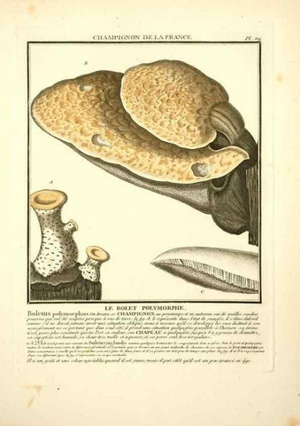 Reproducción/Reproduction 10038427414: Herbier de la France;. Paris,Chez l'auteur, Didot, Debure, Belin,1780-93.
