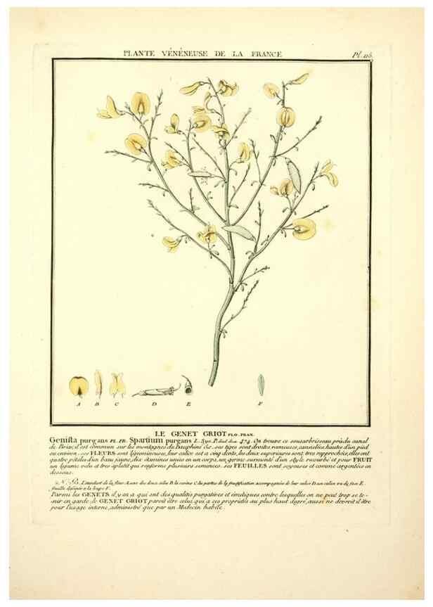 Reproducción/Reproduction 10038561863: Herbier de la France;. Paris,Chez l'auteur, Didot, Debure, Belin,1780-93.