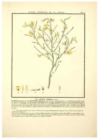 Reproducción/Reproduction 10038561863: Herbier de la France;. Paris,Chez l'auteur, Didot, Debure, Belin,1780-93.