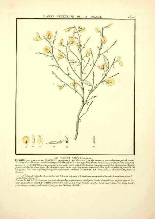 Reproducción/Reproduction 10038561863: Herbier de la France;. Paris,Chez l'auteur, Didot, Debure, Belin,1780-93.