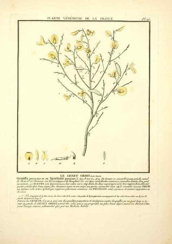 Reproducción/Reproduction 10038561863: Herbier de la France;. Paris,Chez l'auteur, Didot, Debure, Belin,1780-93.