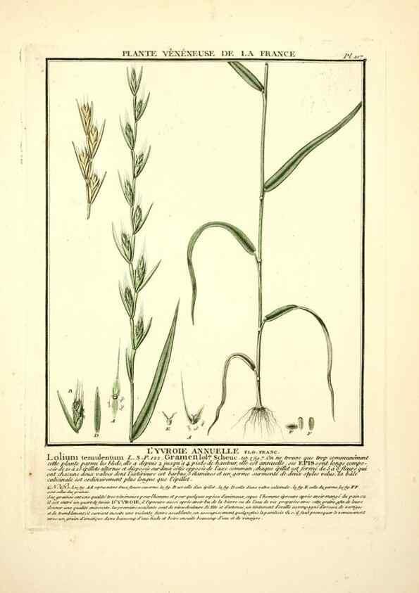 Reproducción/Reproduction 10038407114: Herbier de la France;. Paris,Chez l'auteur, Didot, Debure, Belin,1780-93.