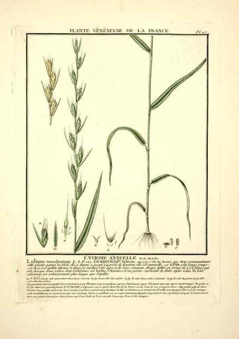 Reproducción/Reproduction 10038407114: Herbier de la France;. Paris,Chez l'auteur, Didot, Debure, Belin,1780-93.