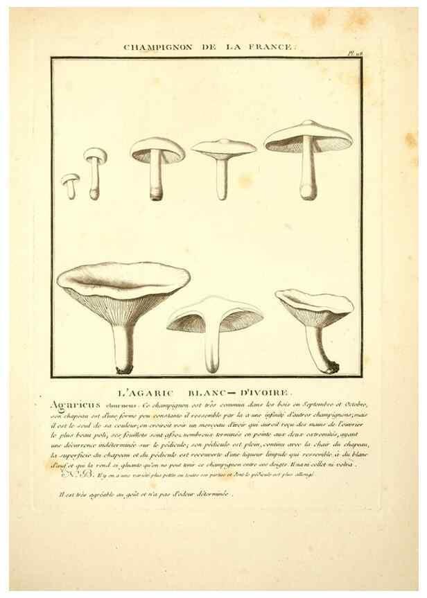 Reproducción/Reproduction 10038570923: Herbier de la France;. Paris,Chez l'auteur, Didot, Debure, Belin,1780-93.