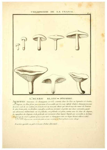 Reproducción/Reproduction 10038570923: Herbier de la France;. Paris,Chez l'auteur, Didot, Debure, Belin,1780-93.