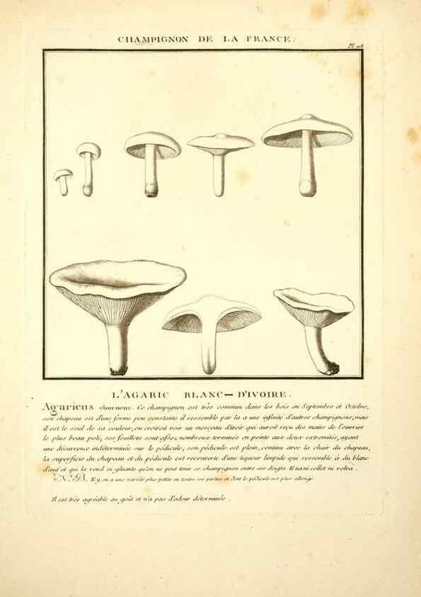 Reproducción/Reproduction 10038570923: Herbier de la France;. Paris,Chez l'auteur, Didot, Debure, Belin,1780-93.