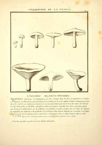Reproducción/Reproduction 10038570923: Herbier de la France;. Paris,Chez l'auteur, Didot, Debure, Belin,1780-93.