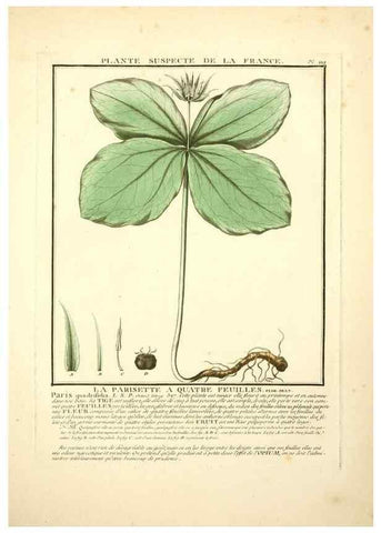 Reproducción/Reproduction 10038573283: Herbier de la France;. Paris,Chez l'auteur, Didot, Debure, Belin,1780-93.