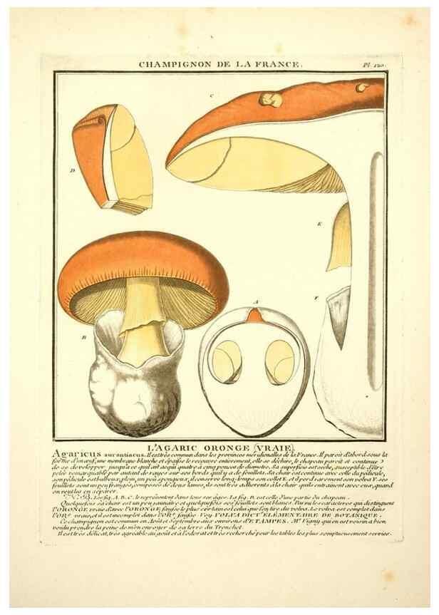 Reproducción/Reproduction 10038443754: Herbier de la France;. Paris,Chez l'auteur, Didot, Debure, Belin,1780-93.