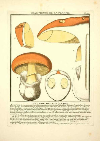 Reproducción/Reproduction 10038443754: Herbier de la France;. Paris,Chez l'auteur, Didot, Debure, Belin,1780-93.