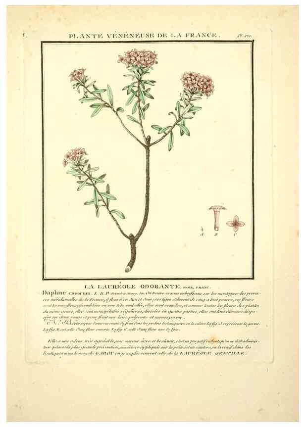 Reproducción/Reproduction 10038446064: Herbier de la France;. Paris,Chez l'auteur, Didot, Debure, Belin,1780-93.