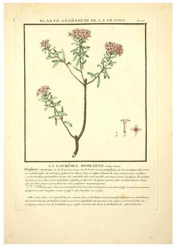 Reproducción/Reproduction 10038446064: Herbier de la France;. Paris,Chez l'auteur, Didot, Debure, Belin,1780-93.