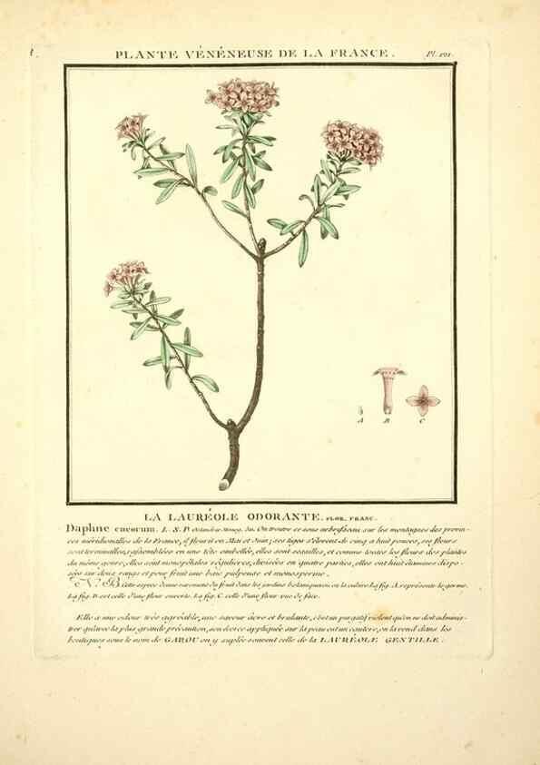 Reproducción/Reproduction 10038446064: Herbier de la France;. Paris,Chez l'auteur, Didot, Debure, Belin,1780-93.