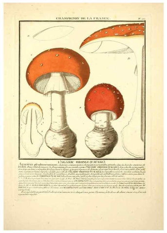 Reproducción/Reproduction 10038585553: Herbier de la France;. Paris,Chez l'auteur, Didot, Debure, Belin,1780-93.
