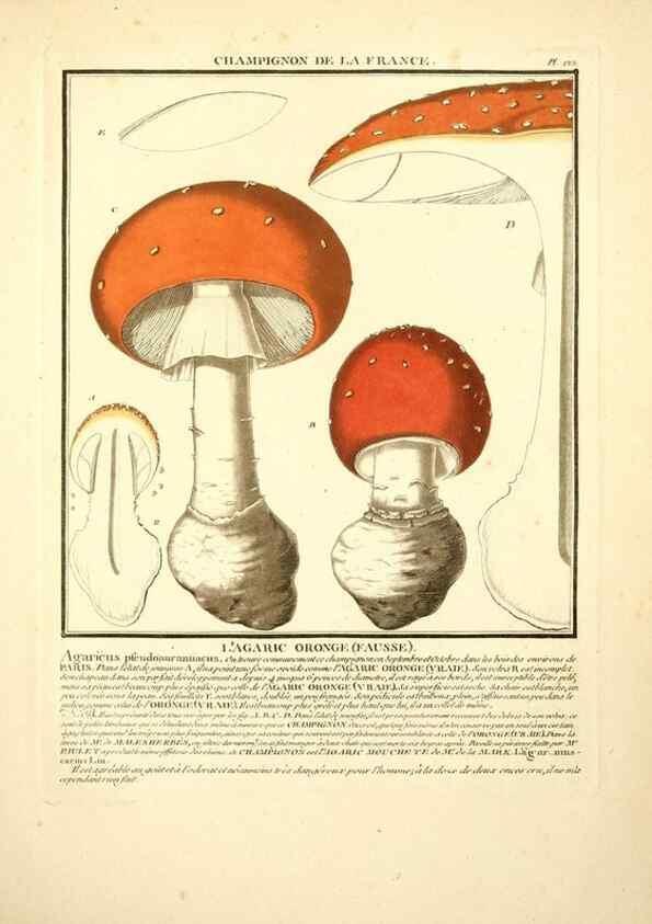 Reproducción/Reproduction 10038585553: Herbier de la France;. Paris,Chez l'auteur, Didot, Debure, Belin,1780-93.