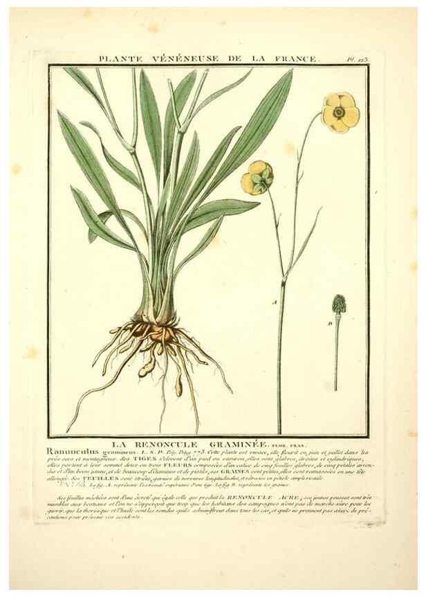 Reproducción/Reproduction 10038515716: Herbier de la France;. Paris,Chez l'auteur, Didot, Debure, Belin,1780-93.