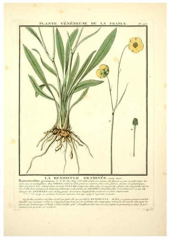 Reproducción/Reproduction 10038515716: Herbier de la France;. Paris,Chez l'auteur, Didot, Debure, Belin,1780-93.