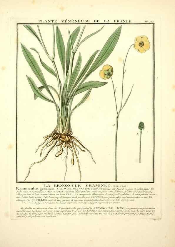 Reproducción/Reproduction 10038515716: Herbier de la France;. Paris,Chez l'auteur, Didot, Debure, Belin,1780-93.