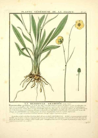 Reproducción/Reproduction 10038515716: Herbier de la France;. Paris,Chez l'auteur, Didot, Debure, Belin,1780-93.