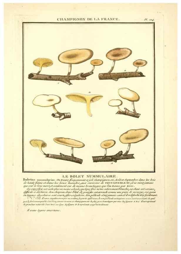 Reproducción/Reproduction 10038458164: Herbier de la France;. Paris,Chez l'auteur, Didot, Debure, Belin,1780-93.