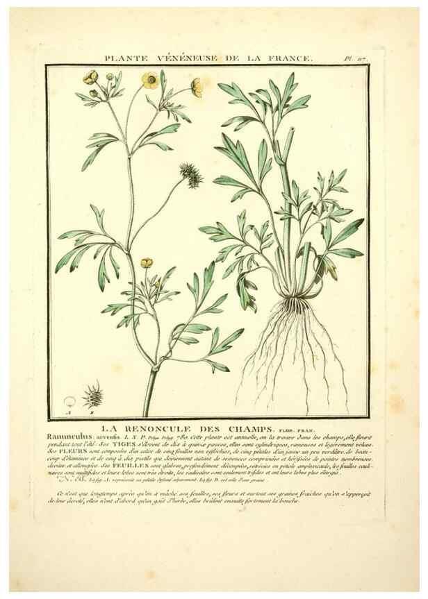 Reproducción/Reproduction 10038496146: Herbier de la France;. Paris,Chez l'auteur, Didot, Debure, Belin,1780-93.