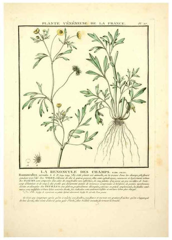 Reproducción/Reproduction 10038496146: Herbier de la France;. Paris,Chez l'auteur, Didot, Debure, Belin,1780-93.