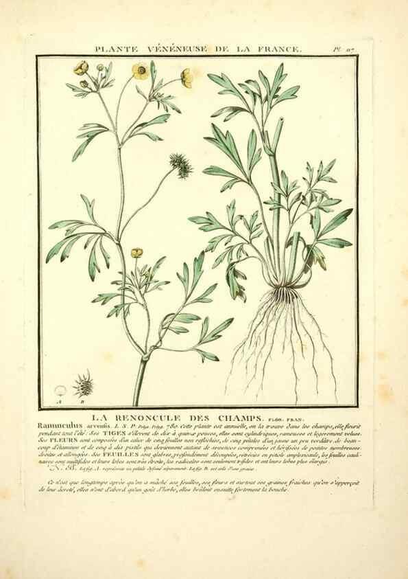 Reproducción/Reproduction 10038496146: Herbier de la France;. Paris,Chez l'auteur, Didot, Debure, Belin,1780-93.