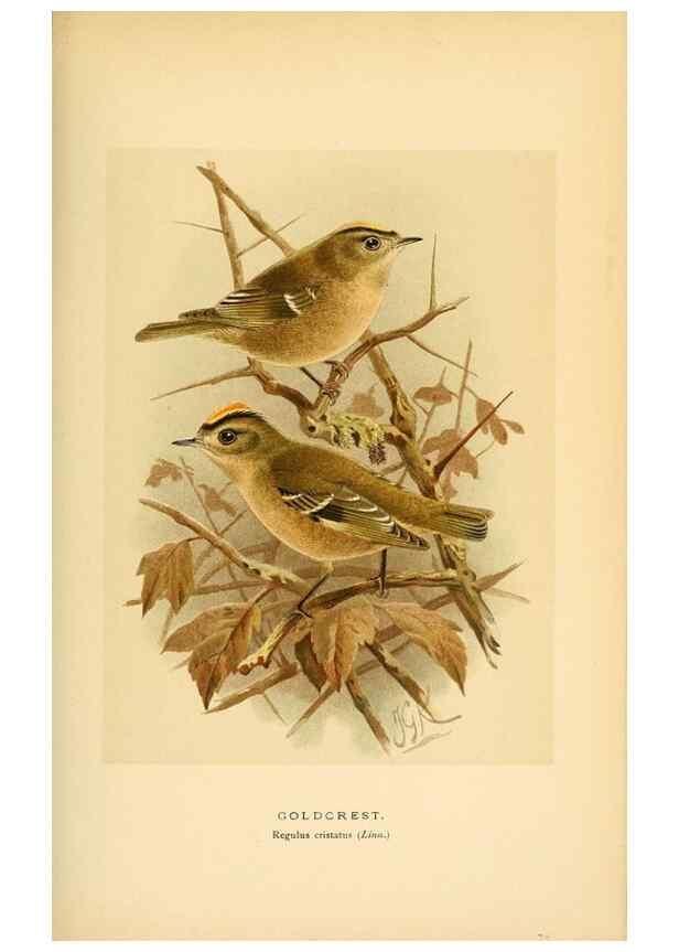 Reproducción/Reproduction 10036387903: Coloured figures of the birds of the British Islands / issued by Lord Lilford.. London :R. H. Porter,1885-1897.