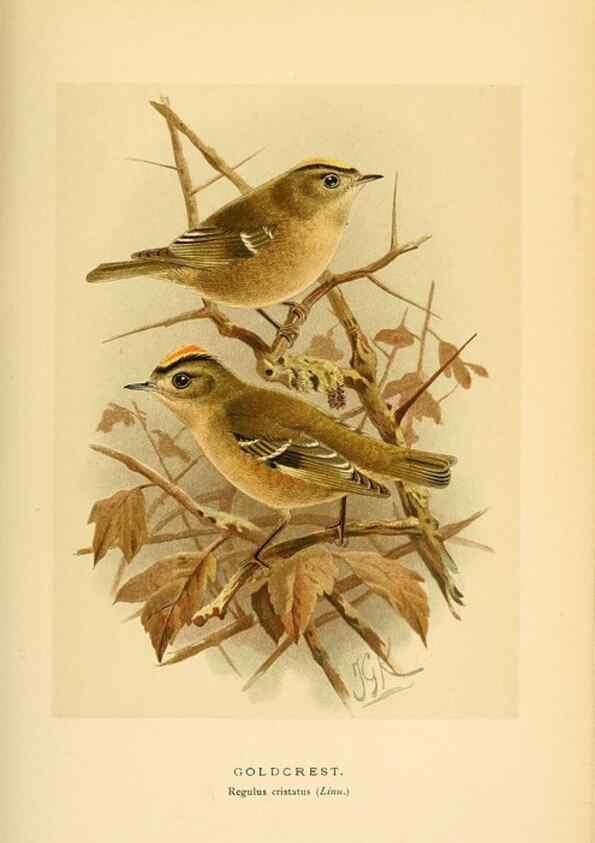 Reproducción/Reproduction 10036387903: Coloured figures of the birds of the British Islands / issued by Lord Lilford.. London :R. H. Porter,1885-1897.
