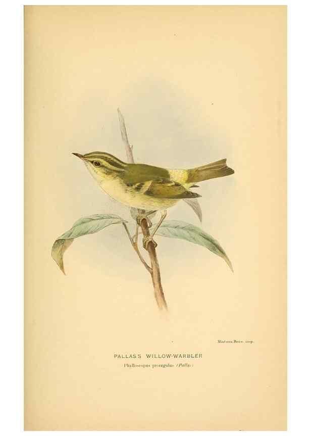 Reproducción/Reproduction 10036318166: Coloured figures of the birds of the British Islands / issued by Lord Lilford.. London :R. H. Porter,1885-1897.