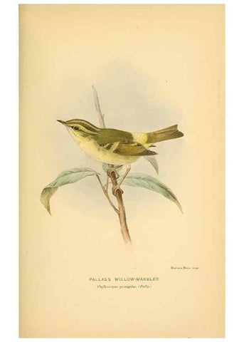 Reproducción/Reproduction 10036318166: Coloured figures of the birds of the British Islands / issued by Lord Lilford.. London :R. H. Porter,1885-1897.